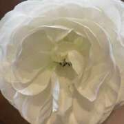 ヒメ日記 2025/02/14 20:45 投稿 いちご カリビアン