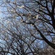 ヒメ日記 2025/03/02 17:35 投稿 いちご カリビアン