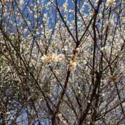 ヒメ日記 2025/03/07 11:48 投稿 いちご カリビアン