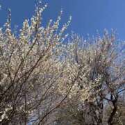 ヒメ日記 2025/03/10 14:57 投稿 いちご カリビアン