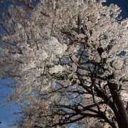 ヒメ日記 2025/04/03 15:11 投稿 いちご カリビアン