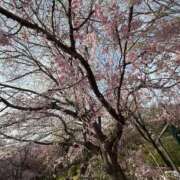 ヒメ日記 2026/04/14 16:44 投稿 小倉 ゆうな　ゆうこりん激似 ファーストクラス ルビー