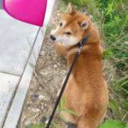 ヒメ日記 2025/03/03 10:53 投稿 ゆら 三重松阪ちゃんこ