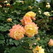 ヒメ日記 2025/04/14 22:23 投稿 ゆら 三重松阪ちゃんこ