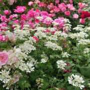 ヒメ日記 2025/04/15 11:23 投稿 ゆら 三重松阪ちゃんこ