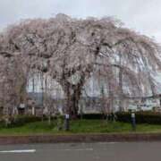 ヒメ日記 2025/04/19 08:23 投稿 ゆら 三重松阪ちゃんこ