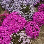 ヒメ日記 2025/04/21 07:43 投稿 ゆら 三重松阪ちゃんこ