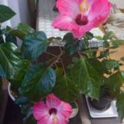 ヒメ日記 2025/04/24 19:53 投稿 ゆら 三重松阪ちゃんこ