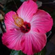 ヒメ日記 2025/04/25 09:03 投稿 ゆら 三重松阪ちゃんこ