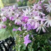 ヒメ日記 2025/05/10 12:23 投稿 ゆら 三重松阪ちゃんこ