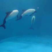 ヒメ日記 2025/07/01 20:43 投稿 ゆら 三重松阪ちゃんこ