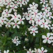 ヒメ日記 2025/07/27 15:03 投稿 ゆら 三重松阪ちゃんこ