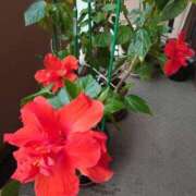 ヒメ日記 2025/08/05 21:03 投稿 ゆら 三重松阪ちゃんこ