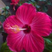 ヒメ日記 2025/08/16 22:23 投稿 ゆら 三重松阪ちゃんこ