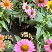 ヒメ日記 2025/08/18 18:23 投稿 ゆら 三重松阪ちゃんこ