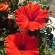 ヒメ日記 2025/09/01 11:33 投稿 ゆら 三重松阪ちゃんこ