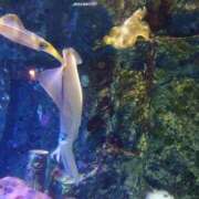 ヒメ日記 2025/09/10 19:38 投稿 ゆら 三重松阪ちゃんこ