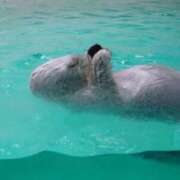 ヒメ日記 2025/09/24 17:53 投稿 ゆら 三重松阪ちゃんこ
