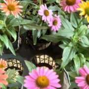 ヒメ日記 2025/09/30 15:33 投稿 ゆら 三重松阪ちゃんこ