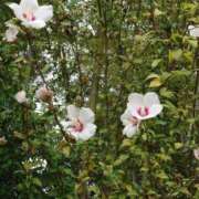 ヒメ日記 2025/10/27 10:03 投稿 ゆら 三重松阪ちゃんこ