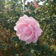 ヒメ日記 2025/11/06 12:23 投稿 ゆら 三重松阪ちゃんこ