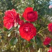 ヒメ日記 2025/11/10 20:53 投稿 ゆら 三重松阪ちゃんこ