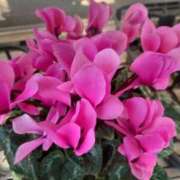 ヒメ日記 2025/11/26 19:03 投稿 ゆら 三重松阪ちゃんこ