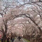 ヒメ日記 2026/03/31 17:23 投稿 ゆら 三重松阪ちゃんこ