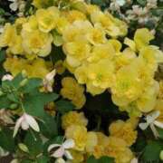 ヒメ日記 2026/04/03 09:13 投稿 ゆら 三重松阪ちゃんこ