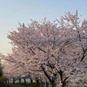 ヒメ日記 2025/04/09 10:04 投稿 今田みき 五十路マダム姫路店