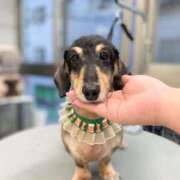 ヒメ日記 2025/01/11 12:53 投稿 もえ 半熟ばなな　錦糸町