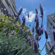 ヒメ日記 2025/04/29 14:53 投稿 なるみ 丸妻 横浜本店