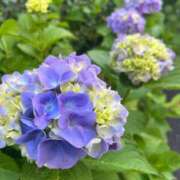 ヒメ日記 2025/06/07 11:44 投稿 なるみ 丸妻 横浜本店