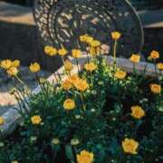 ヒメ日記 2026/03/17 11:07 投稿 なるみ 丸妻 横浜本店