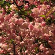 ヒメ日記 2026/04/06 06:48 投稿 なるみ 丸妻 横浜本店