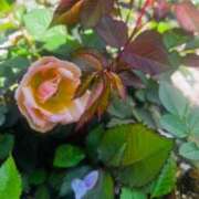 ヒメ日記 2025/04/19 11:30 投稿 桜樹綾香 プルデリR40