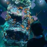 ヒメ日記 2025/06/27 13:00 投稿 すもも始動 グッドスマイル