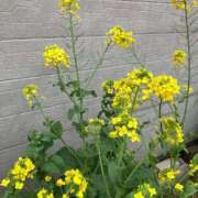 ヒメ日記 2025/03/31 13:28 投稿 美琴-みこと- フォーシーズン