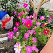 ヒメ日記 2025/11/12 13:23 投稿 美琴-みこと- フォーシーズン