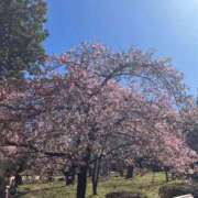 ヒメ日記 2026/03/29 21:58 投稿 美琴-みこと- フォーシーズン