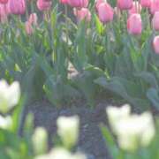 ヒメ日記 2025/04/01 00:48 投稿 ゆき 川崎・東横人妻城