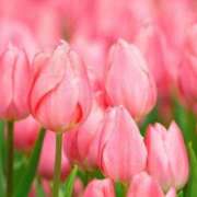 ヒメ日記 2025/06/26 19:44 投稿 ちぇん 熟女の風俗最終章 仙台店