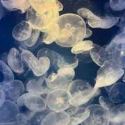 ヒメ日記 2025/08/23 18:44 投稿 ちひろ 虹色メロンパイ 横浜店