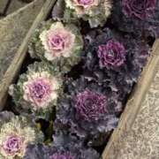 ヒメ日記 2025/12/13 09:02 投稿 ちひろ 虹色メロンパイ 横浜店