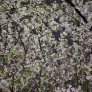 ヒメ日記 2025/03/30 11:43 投稿 森山 あいり La elf（ラ・エルフ）