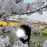 ヒメ日記 2025/04/08 23:22 投稿 らん お姉京都