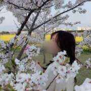 ヒメ日記 2025/04/13 09:03 投稿 らん お姉京都