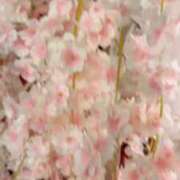 ヒメ日記 2025/04/20 09:03 投稿 らん お姉京都