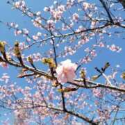 ヒメ日記 2025/04/06 21:51 投稿 てん 愛知弥富ちゃんこ