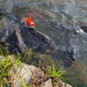 ヒメ日記 2025/11/24 14:16 投稿 音羽　ちさと エテルナ彦根